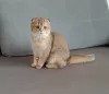 Photo №1. scottish fold - à vendre en ville de Krasnodar | 616€ | Annonce № 81430