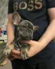 Photo №4. Je vais vendre bouledogue en ville de Bonn. annonce privée - prix - 414€