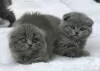 Photo №1. scottish fold - à vendre en ville de Anderlecht | 200€ | Annonce № 105494