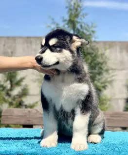 Photo №2 de l'annonce № 2455 de la vente malamute de l'alaska - acheter à Biélorussie de la fourrière