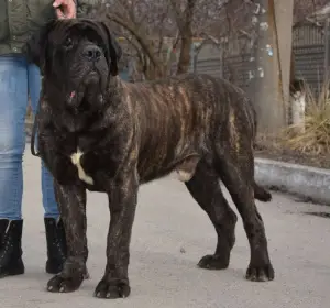 Photos supplémentaires: Chiots Mastiff Anglais