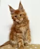 Photo №1. maine coon - à vendre en ville de Berlin | 500€ | Annonce № 103865