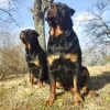 Photos supplémentaires: Les chiots Rottweiler veulent rencontrer leurs nouveaux propriétaires