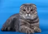 Photo №1. scottish fold - à vendre en ville de Москва | négocié | Annonce № 105556