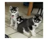 Photo №1. husky de sibérie - à vendre en ville de Gelendzhik | 300€ | Annonce №105501