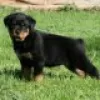 Photo №2 de l'annonce № 128435 de la vente rottweiler - acheter à Allemagne éleveur