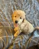 Photo №1. golden retriever - à vendre en ville de New york | 828€ | Annonce №76209