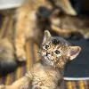 Photos supplémentaires: Chatons à poils longs RuddySomali