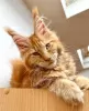 Photo №4. Je vais vendre maine coon en ville de Berlin. éleveur - prix - 500€