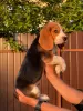 Photos supplémentaires: Le charmant chiot beagle est à la recherche d'un foyer et des plus tendres