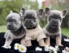 Photos supplémentaires: Bouledogue français bleu