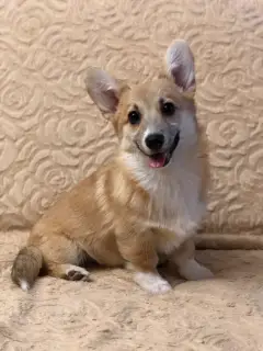 Photo №1. welsh corgi - à vendre en ville de Moscou | 455€ | Annonce №1849