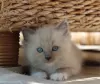 Photo №1. ragdoll - à vendre en ville de Hawaiian Paradise Park | 331€ | Annonce № 114992