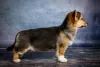 Photo №3. Pembroke Welsh Corgi. Ukraine