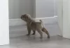 Photo №4. Je vais vendre shar pei en ville de Vilnius. annonce privée - prix - 300€