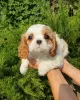 Photo №2 de l'annonce № 64614 de la vente cavalier king charles spaniel - acheter à Fédération de Russie de la fourrière, éleveur