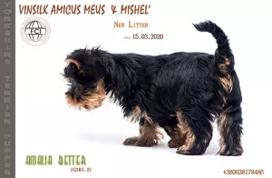 Photo №4. Je vais vendre yorkshire terrier en ville de Jytomyr. de la fourrière, éleveur - prix - 547€