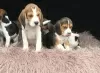 Photo №1. beagle - à vendre en ville de Гамбург | Gratuit | Annonce №123641