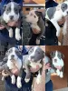 Photo №1. american staffordshire terrier - à vendre en ville de Čelarevo | négocié | Annonce №87335