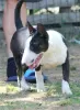 Photos supplémentaires: Chiots bull terrier miniatures