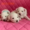 Photo №1. bichon à poil frisé - à vendre en ville de Ufa | négocié | Annonce №9449