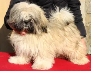 Photo №4. Je vais vendre lhassa apso en ville de Киев. éleveur - prix - 600€