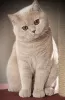 Photo №1. british shorthair - à vendre en ville de Пршибрам | 450€ | Annonce № 71099