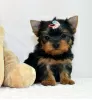 Photo №2 de l'annonce № 56237 de la vente yorkshire terrier - acheter à Suisse annonce privée