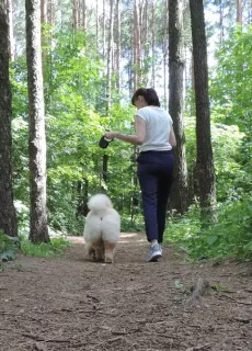 Photo №3. Chow Chow. Fédération de Russie