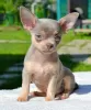 Photo №1. chihuahua - à vendre en ville de Москва | négocié | Annonce №110789