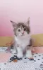 Photo №1. maine coon - à vendre en ville de Mariupol | négocié | Annonce № 11464