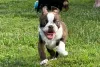 Photo №3. Chiots Boston Terrier. Allemagne