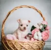 Photo №1. chihuahua - à vendre en ville de Tolyatti | 669€ | Annonce №10385