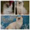 Photo №1. ragdoll - à vendre en ville de Bratsk | 514€ | Annonce № 11993