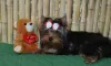 Photo №1. yorkshire terrier - à vendre en ville de Voronezh | 799€ | Annonce №10032