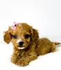 Photos supplémentaires: Cavapoo-cavapoo (caniche jouet cavalier)