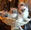 Photo №4. Je vais vendre ragdoll en ville de Калифорния Сити.  - prix - négocié