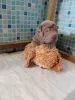 Photos supplémentaires: Chiots Shar Pei