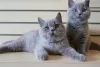 Photo №1. british shorthair - à vendre en ville de Ljubljana | 250€ | Annonce № 98534