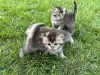 Photos supplémentaires: Chatons écossais - Scottish Fold et Scottish Straight