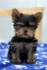 Photo №1. yorkshire terrier - à vendre en ville de Chelyabinsk | 399€ | Annonce №12735