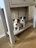 Photo №1. jack russell terrier - à vendre en ville de Helsinki | 331€ | Annonce №56171