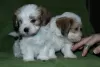 Photos supplémentaires: Chiots bichon havanais