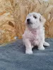 Photo №1. bichon à poil frisé - à vendre en ville de Bar | négocié | Annonce №39293