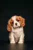 Photo №1. cavalier king charles spaniel - à vendre en ville de Daugavpils | 1200€ | Annonce №98634