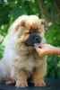 Photo №1. chow-chow - à vendre en ville de Paraćin | négocié | Annonce №65400