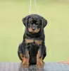 Photos supplémentaires: Chiots Rottweiler, portée supérieure