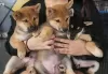 Photo №1. shiba - à vendre en ville de Aachen | négocié | Annonce №82395