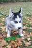 Photo №3. Chiots Husky. Allemagne