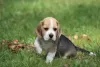 Photo №2 de l'annonce № 113257 de la vente beagle - acheter à Pologne annonce privée, éleveur